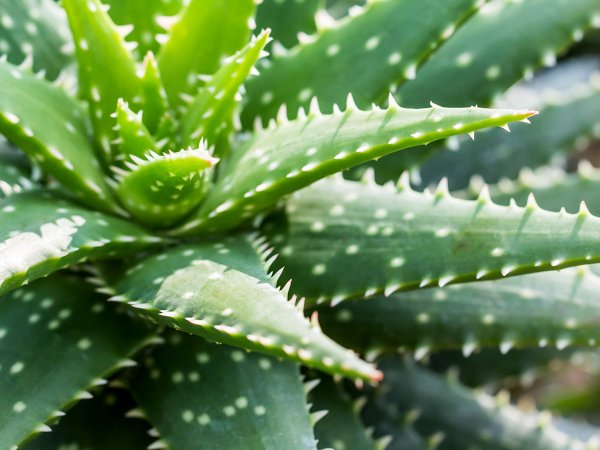 Aloe dhufarensis