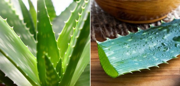 Aloe barbadensis (Aloe Vera) Gel