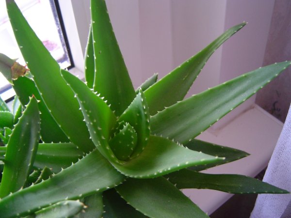 Aloe mitriformis
