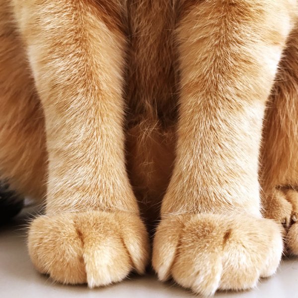 Кошачья лапа