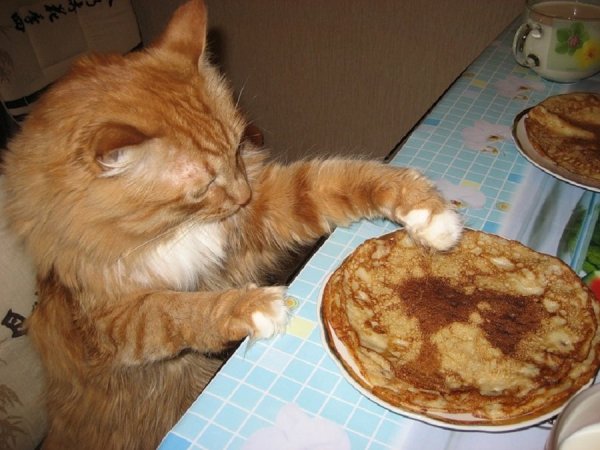 Кот с блинами