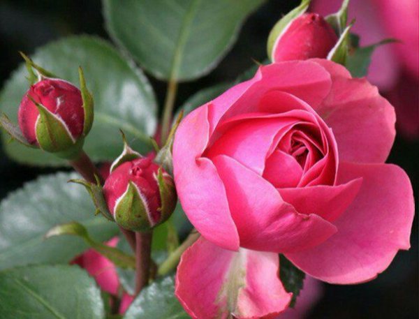 Хорошего воскресенья и отличного настроения