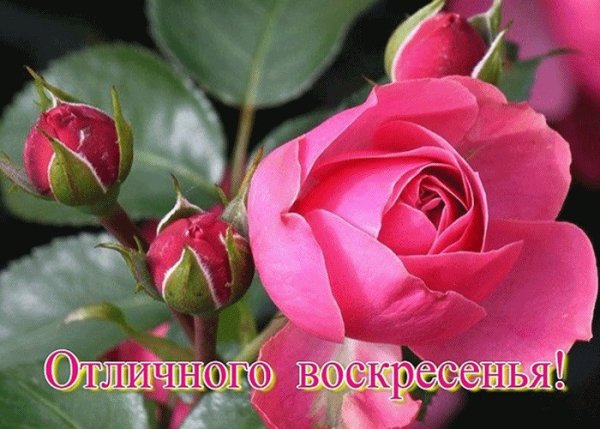 Хорошего воскресенья и отличного настроения