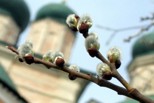Верба и купола