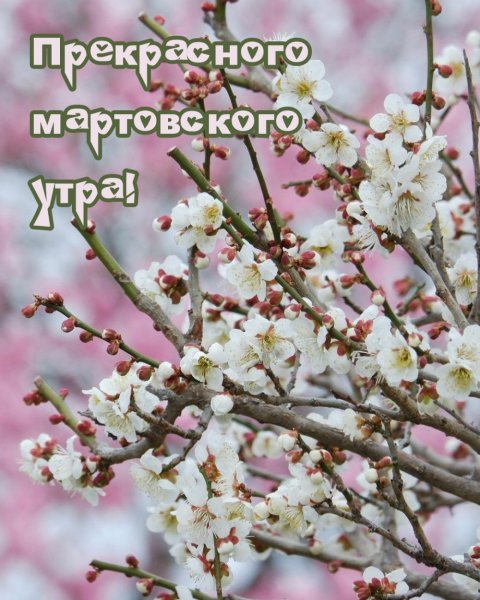 Мартовское утро