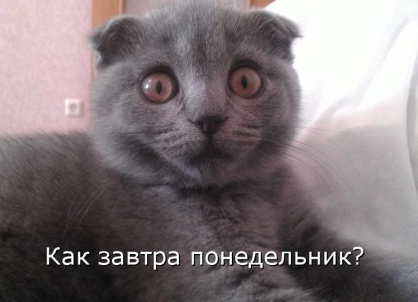 Завтра понедельник картинки