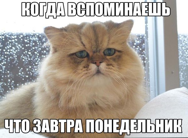 Завтра понедельник и снова