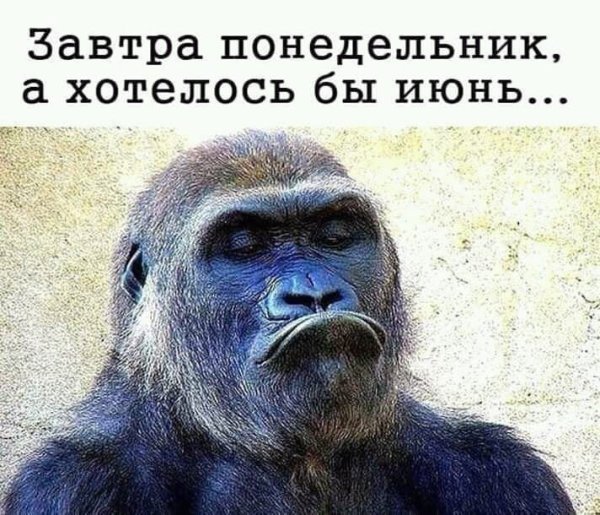 Завтра понедельник приколы