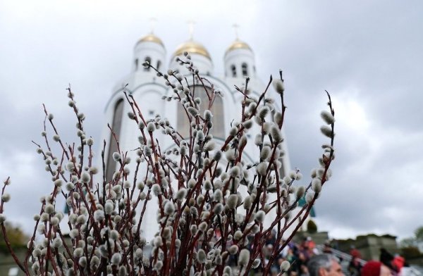 Верба освященная Вербное воскресенье