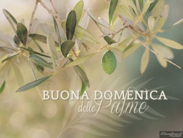 Buona domenica delle Palme картинки