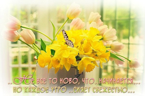 Доброе Весеннее утро с нарциссами