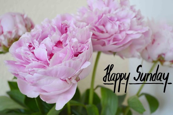 Открытки Happy Sunday