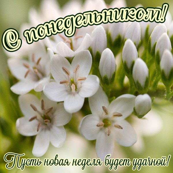 Открытки с добрым утром понедельника