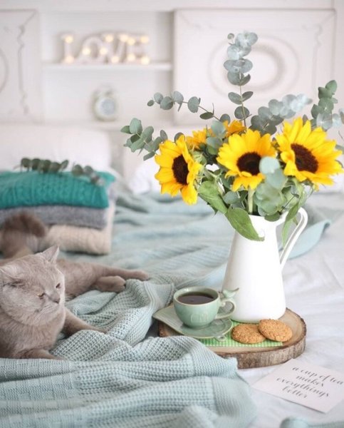 Домашний уют в цветах