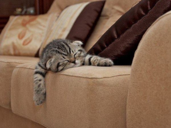 Кошка подрала новый диван