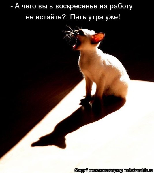 Работа в воскресенье приколы
