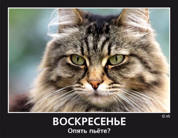 Воскресенье демотиватор