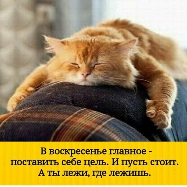 Котики смешные воскресенье