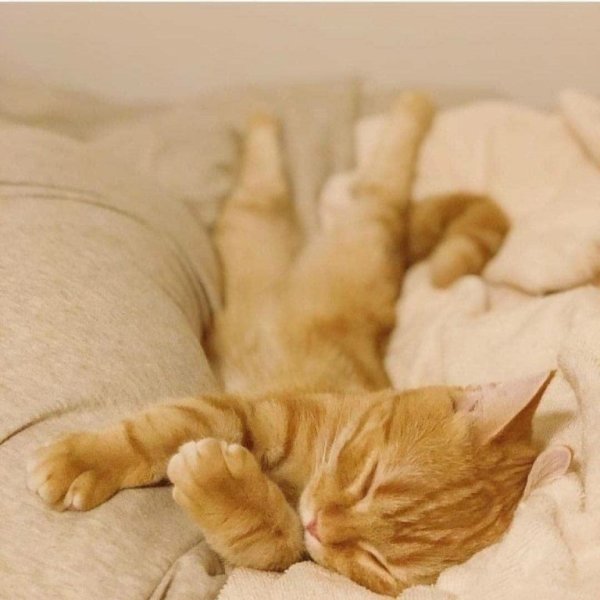 Лень котики