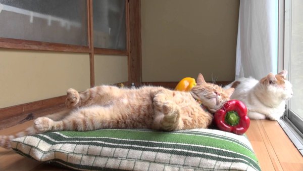 Кот отдыхает