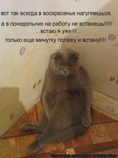 Работа в воскресенье приколы