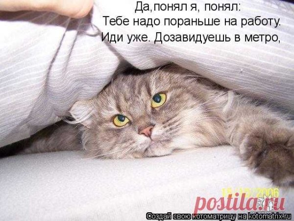 Просыпайся котик с надписью