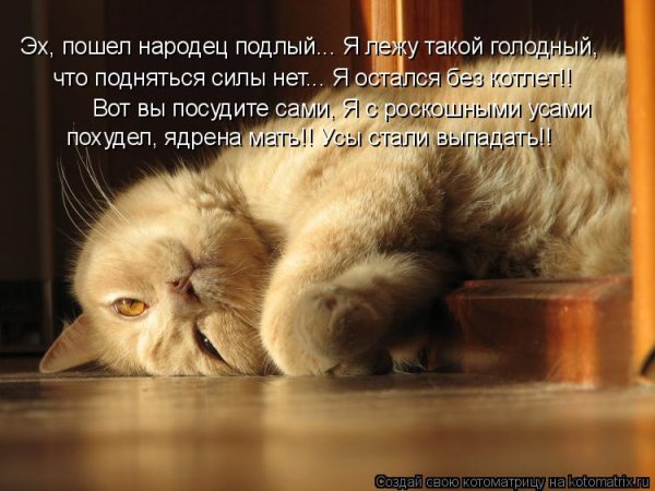 Воскресенье Котоматрица