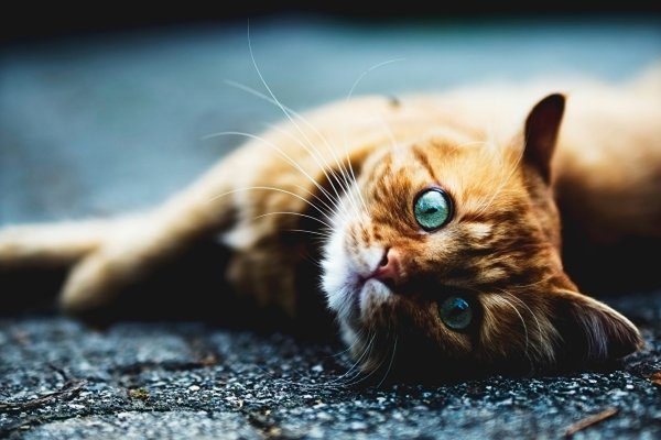 Красивые котики