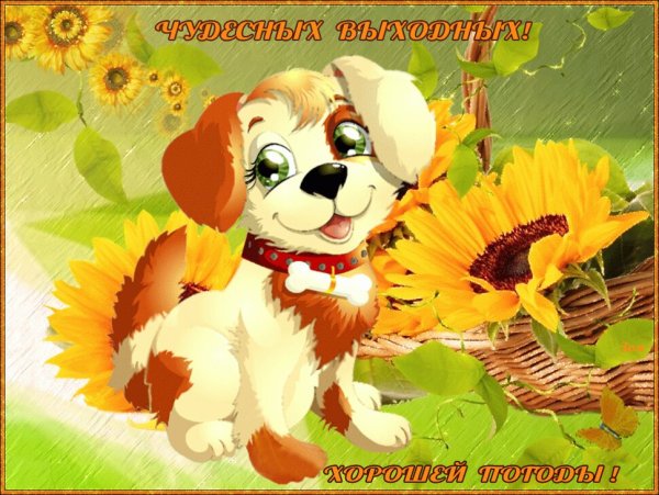 Чудесного дня