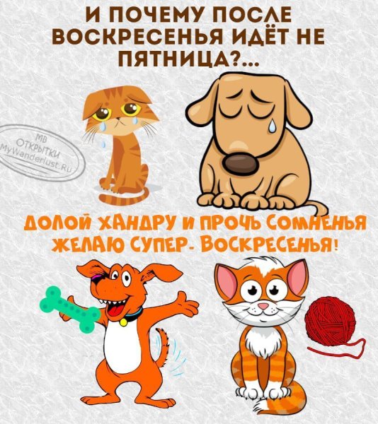 Открытки с воскресеньем прикольные с юмором