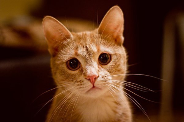Воскресенье котик вечер