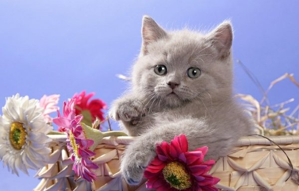 Открытки с котятами