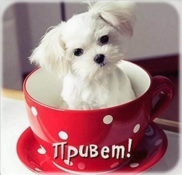 Открытки привет
