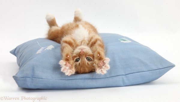 Спокойной ночи котик