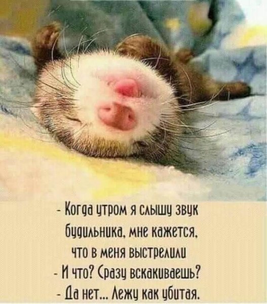 Выходные цитаты смешные