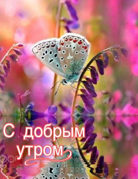 Красивые пожелания с добрым утром с бабочками