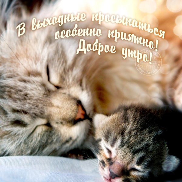 Открытки доброе утро с животными