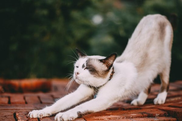 Кошечка потягивается