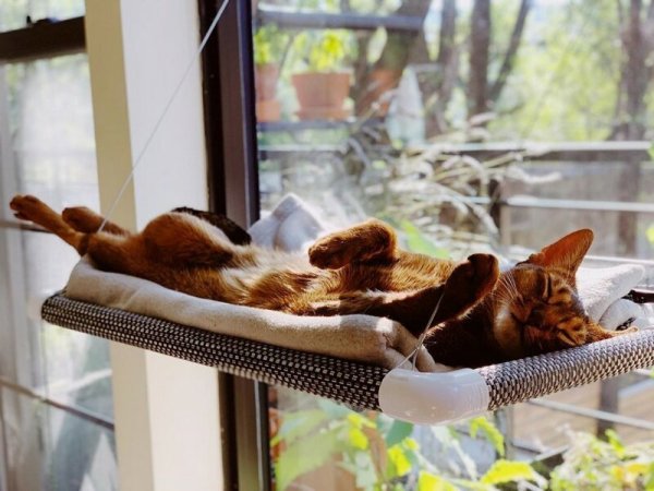 Воскресный котик