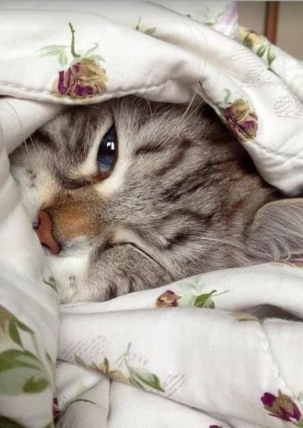 С добрым утром котенок
