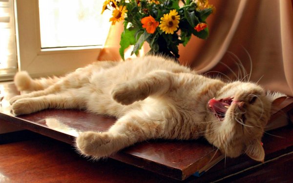 Выходные котики