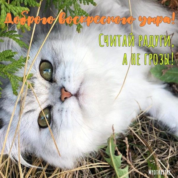 Утро воскресенья картинки