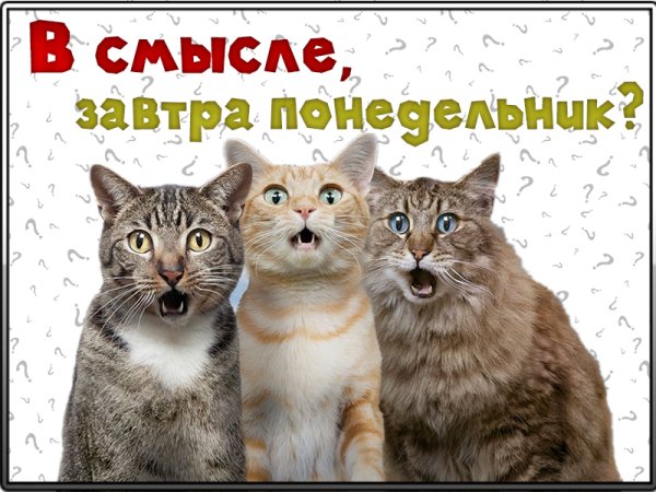 Завтра понедельник