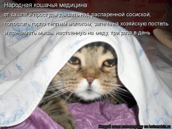 Кот утром в понедельник