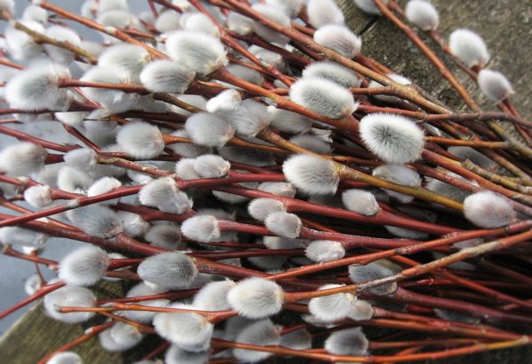 С Вербным воскресеньем