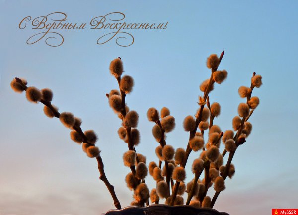 Стильные открытки с Вербным воскресеньем