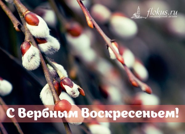Веточка вербы с наступающим
