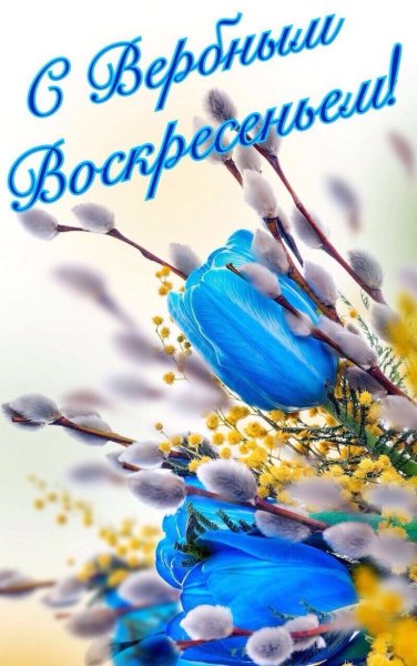 Открытки с вербой