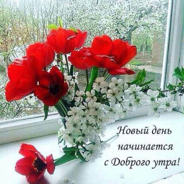 Открытки с ромашками