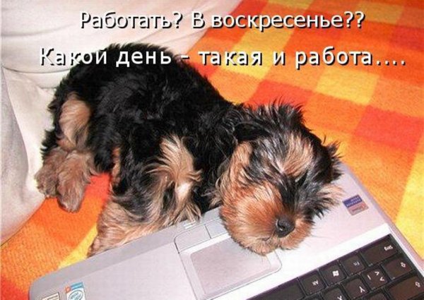 Воскресенье на работу прикольные